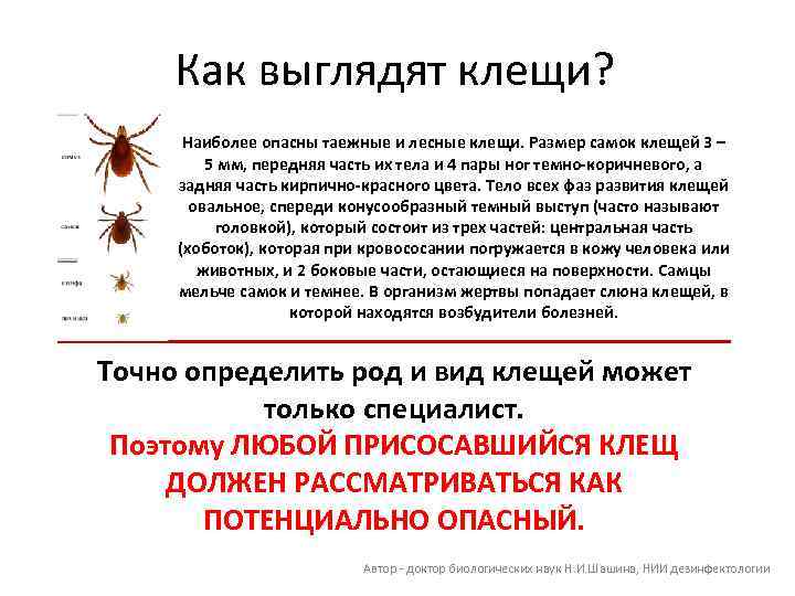 Как выглядят клещи? Наиболее опасны таежные и лесные клещи. Размер самок клещей 3 –