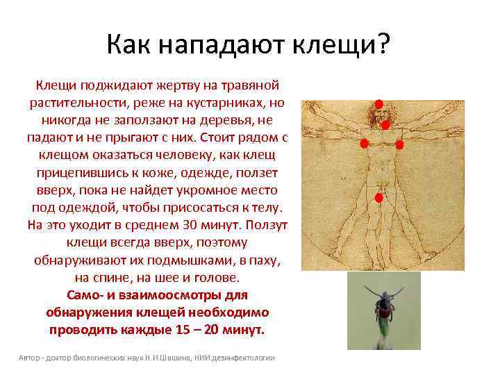 Как нападают клещи? Клещи поджидают жертву на травяной растительности, реже на кустарниках, но никогда