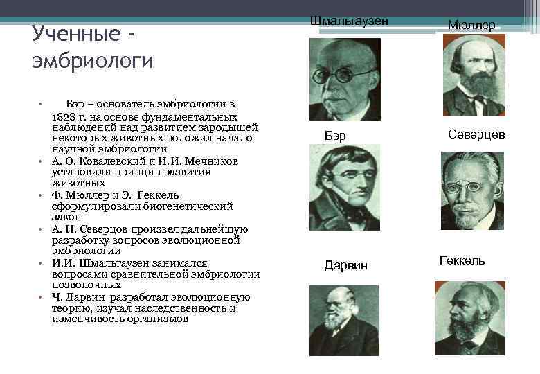 Ученные эмбриологи • • • Бэр – основатель эмбриологии в 1828 г. на основе