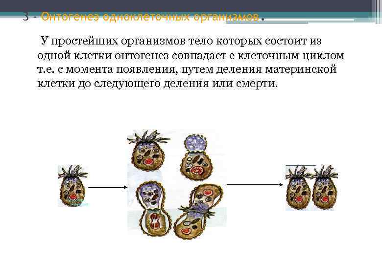 3 - Онтогенез одноклеточных организмов. У простейших организмов тело которых состоит из одной клетки