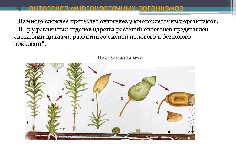 4 – онтогенез многоклеточных организмов Намного сложнее протекает онтогенез у многоклеточных организмов. Н–р у