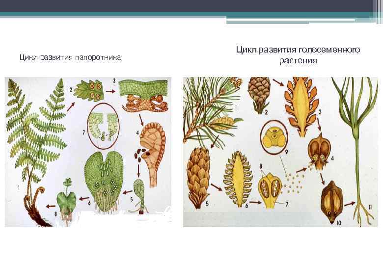 Цикл развития папоротника Цикл развития голосеменного растения 