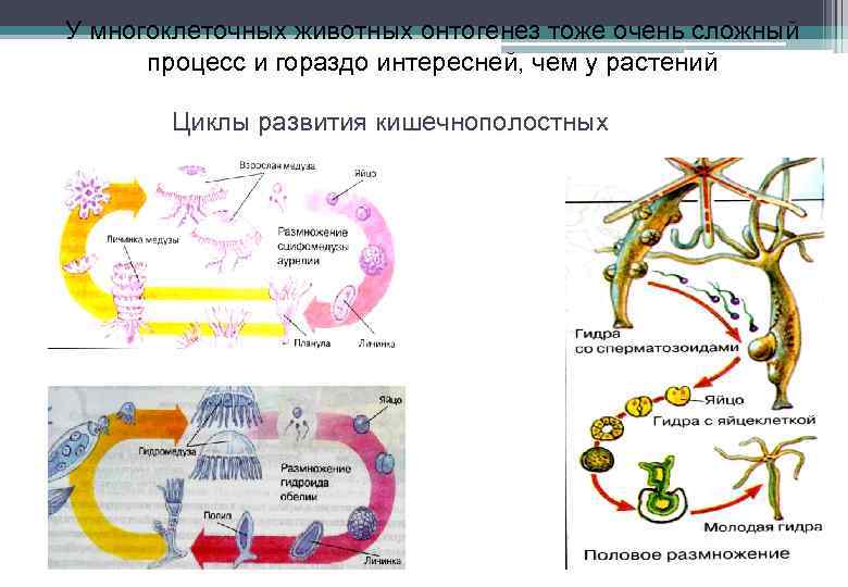 У многоклеточных животных онтогенез тоже очень сложный процесс и гораздо интересней, чем у растений