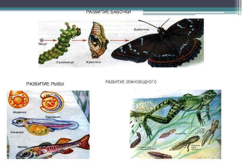РАЗВИТИЕ БАБОЧКИ РАЗВИТИЕ РЫБЫ РАЗВИТИЕ ЗЕМНОВОДНОГО 