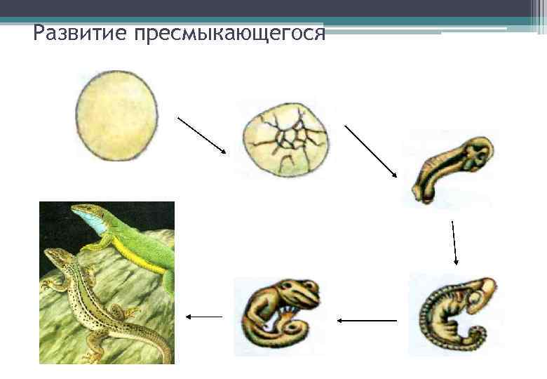 Развитие пресмыкающегося 