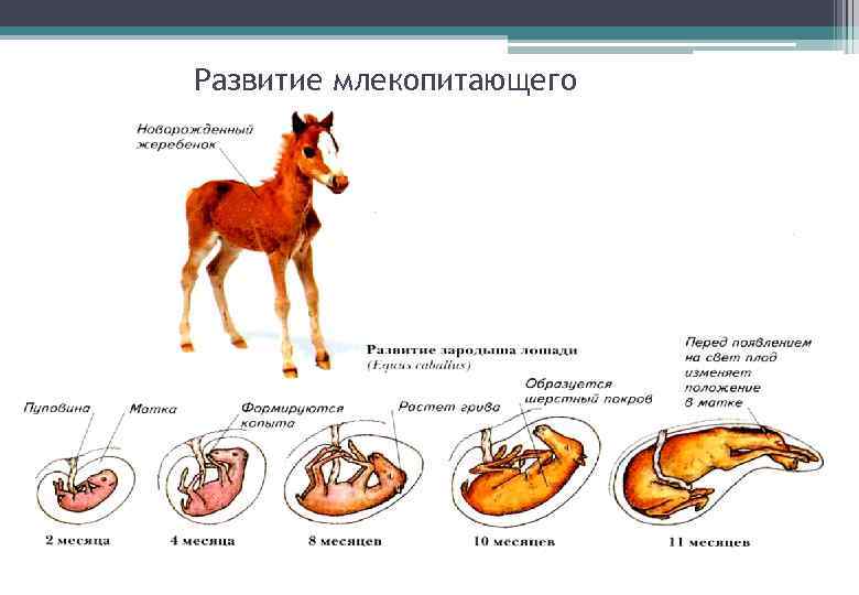 Развитие млекопитающего 