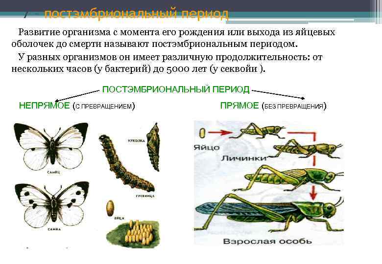 7 – постэмбриональный период Развитие организма с момента его рождения или выхода из яйцевых