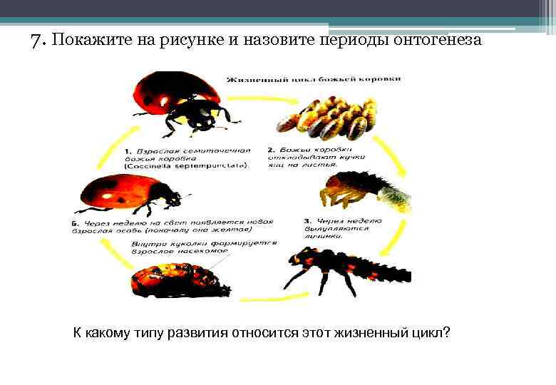 7. Покажите на рисунке и назовите периоды онтогенеза К какому типу развития относится этот