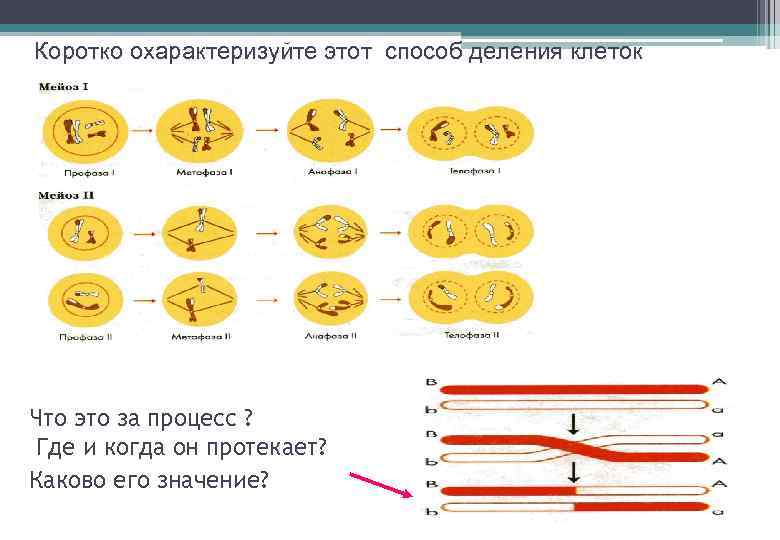 Коротко охарактеризуйте этот способ деления клеток Что это за процесс ? Где и когда