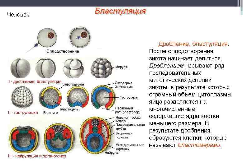 Человек 