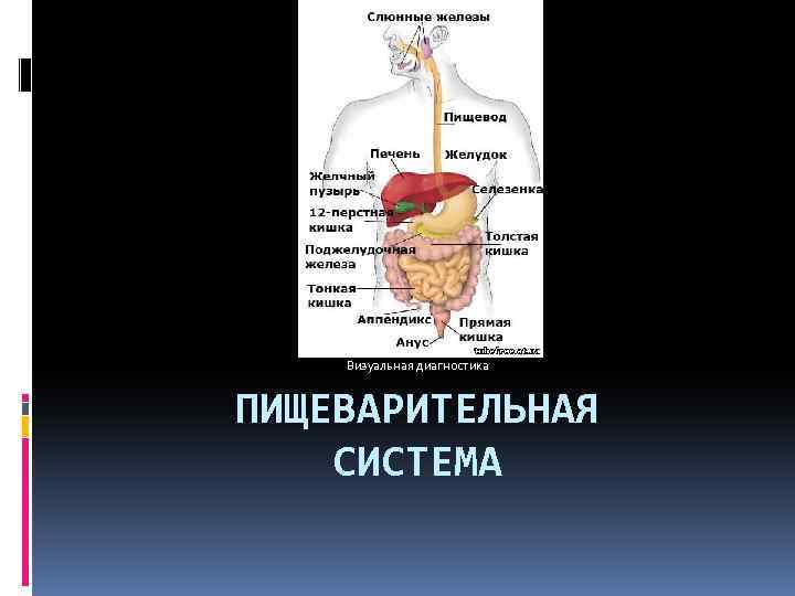 Визуальная диагностика ПИЩЕВАРИТЕЛЬНАЯ СИСТЕМА 