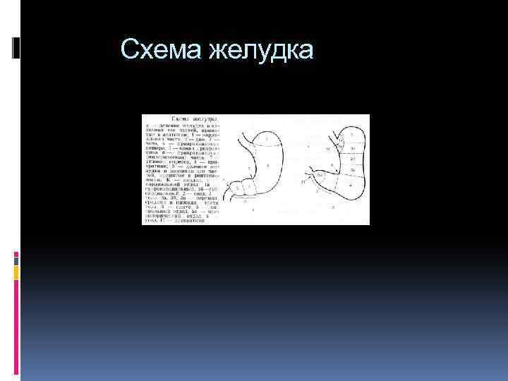 Схема желудка 