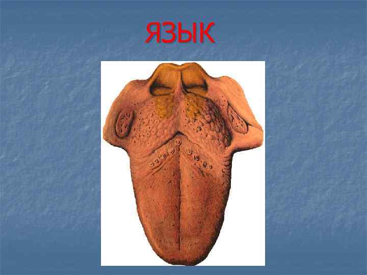 ЯЗЫК 