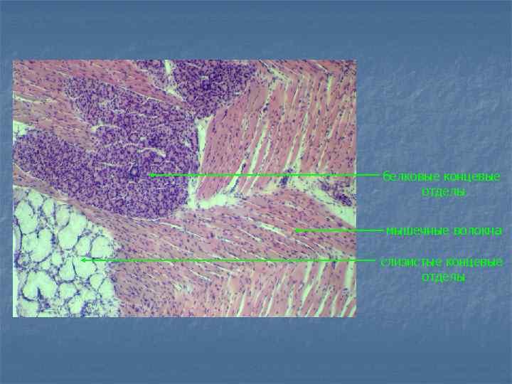 белковые концевые отделы мышечные волокна слизистые концевые отделы 