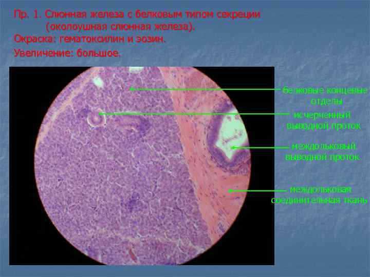 Пр. 1. Слюнная железа с белковым типом секреции (околоушная слюнная железа). Окраска: гематоксилин и