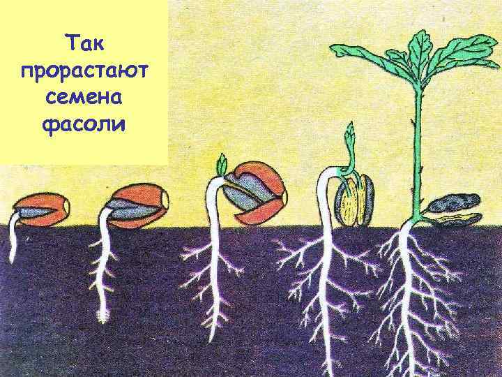 Так прорастают семена фасоли 