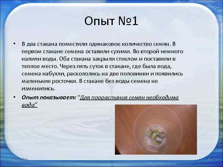 Опыт № 1 • В два стакана поместили одинаковое количество семян. В первом стакане