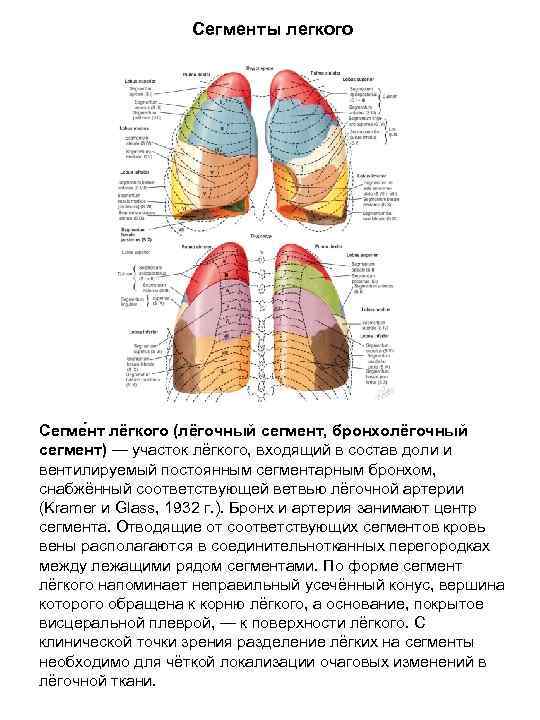 Сегменты легкого Сегме нт лёгкого (лёгочный сегмент, бронхолёгочный сегмент) — участок лёгкого, входящий в