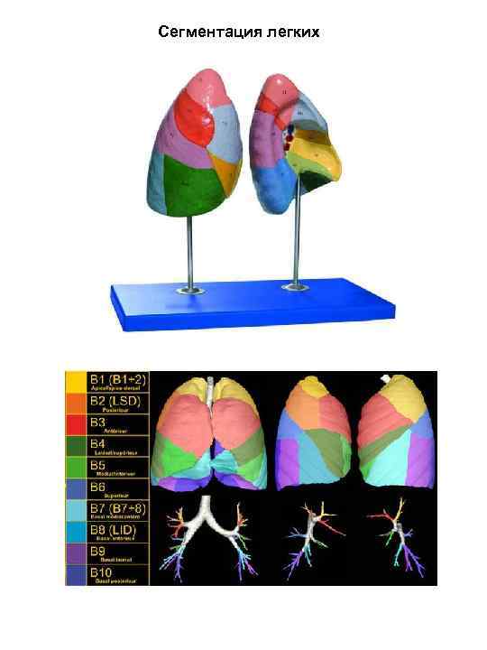 Сегментация легких 