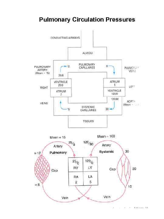 Pulmonary Circulation Pressures 