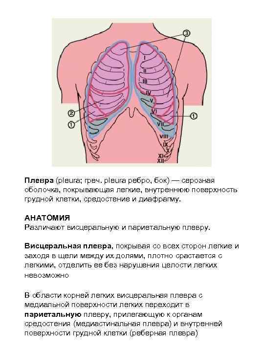 Плевра (pleura; греч. pleura ребро, бок) — серозная оболочка, покрывающая легкие, внутреннюю поверхность грудной