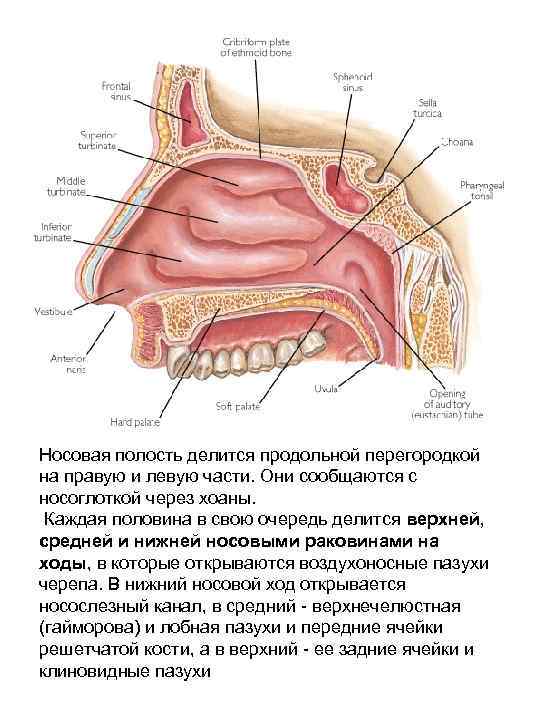 Носовая полость делится продольной перегородкой на правую и левую части. Они сообщаются с носоглоткой