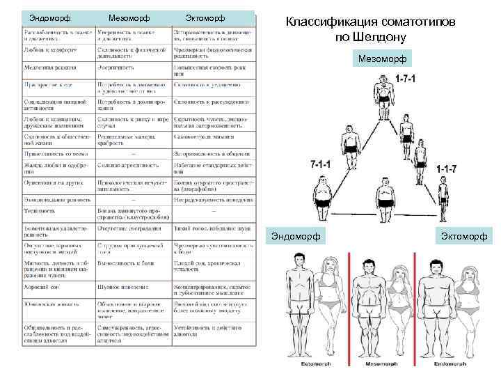  Эндоморф Мезоморф Эктоморф Классификация соматотипов по Шелдону Мезоморф Эндоморф Эктоморф 