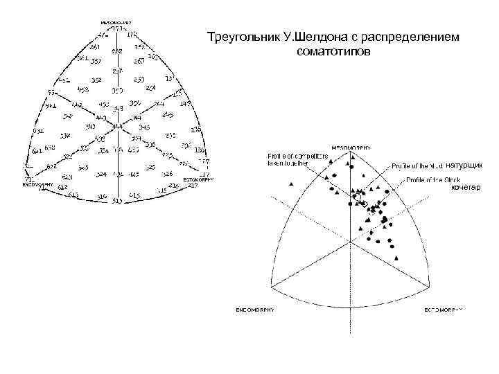 Треугольник У. Шелдона с распределением соматотипов натурщик кочегар 