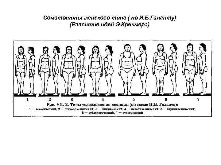 Соматотипы женского типа ( по И. Б. Галанту) (Развитие идей Э. Кречмера) 