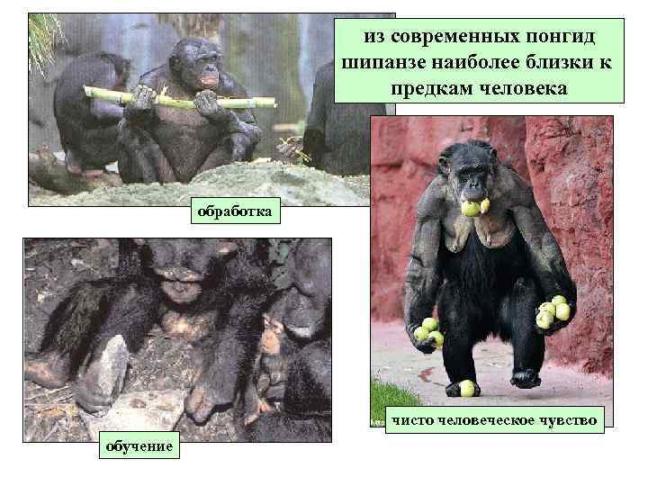 из современных понгид шипанзе наиболее близки к предкам человека обработка чисто человеческое чувство обучение