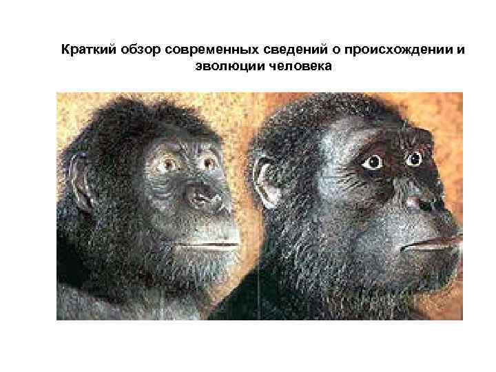 Краткий обзор современных сведений о происхождении и эволюции человека 