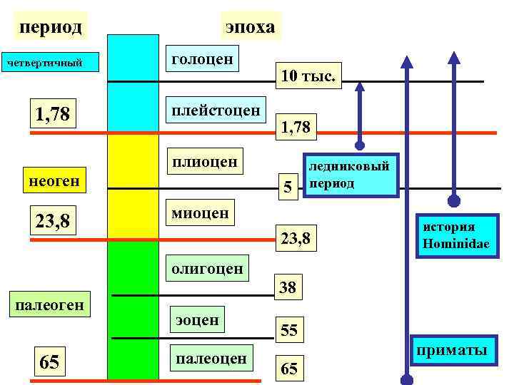 период четвертичный 1, 78 эпоха голоцен плейстоцен 10 тыс. 1, 78 плиоцен неоген 23,