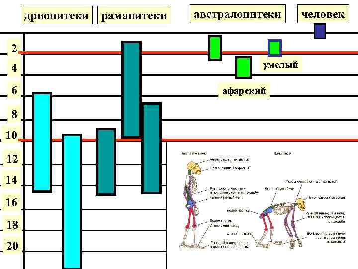 дриопитеки рамапитеки австралопитеки 2 4 6 8 10 12 14 16 18 20 умелый