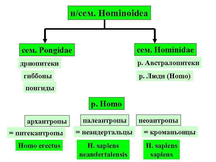 н/сем. Hominoidea cем. Pongidae сем. Hominidae дриопитеки р. Австралопитеки гиббоны р. Люди (Homo) понгиды