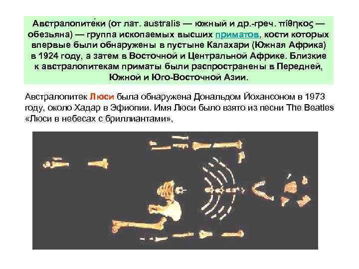 Австралопите ки (от лат. australis — южный и др. греч. πίθηκος — обезьяна) —