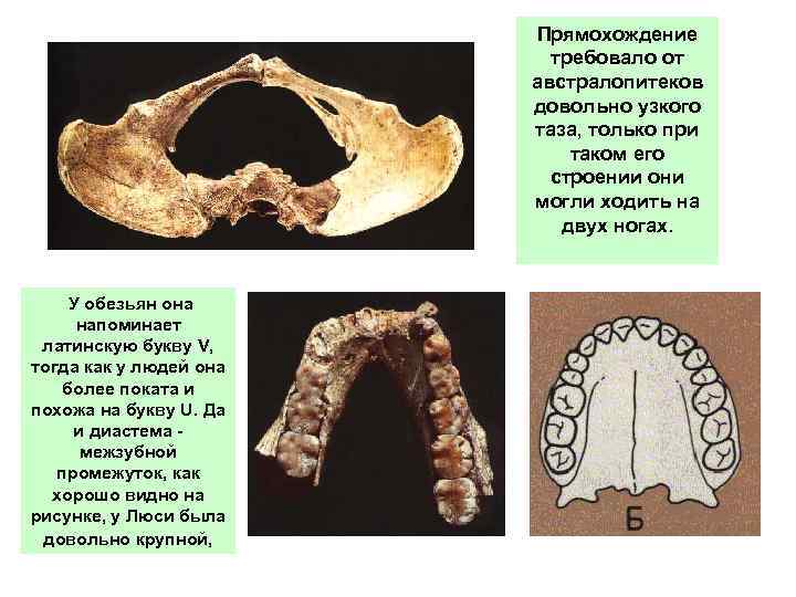 Прямохождение требовало от австралопитеков довольно узкого таза, только при таком его строении они могли