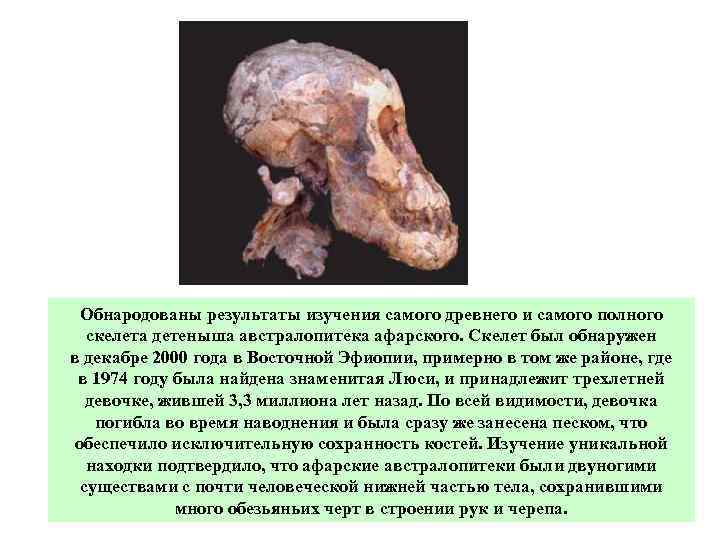 Обнародованы результаты изучения самого древнего и самого полного скелета детеныша австралопитека афарского. Скелет был