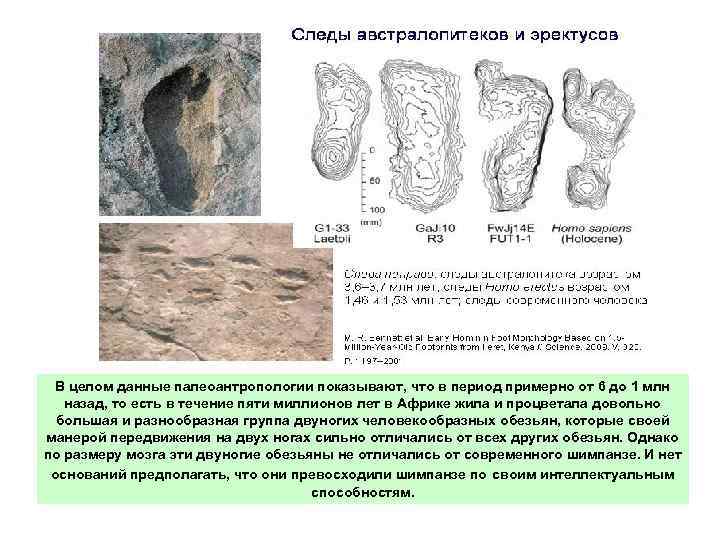 В целом данные палеоантропологии показывают, что в период примерно от 6 до 1 млн