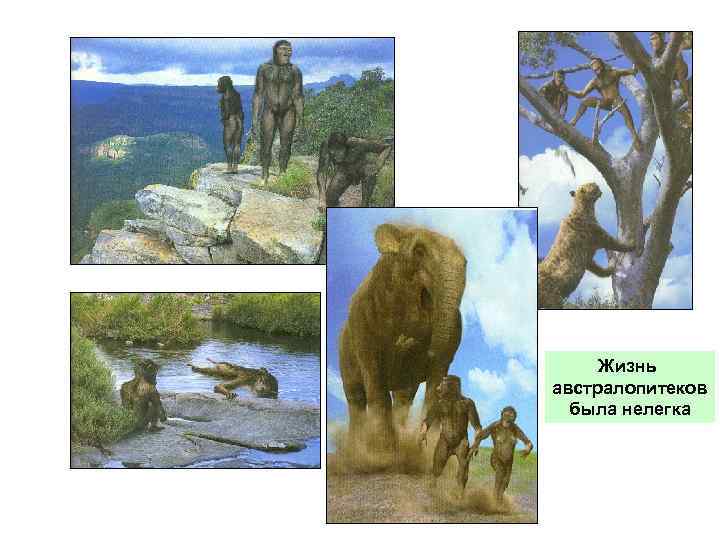 Жизнь австралопитеков была нелегка 