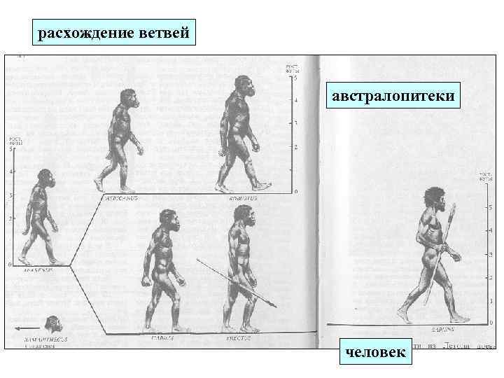 расхождение ветвей австралопитеки человек 