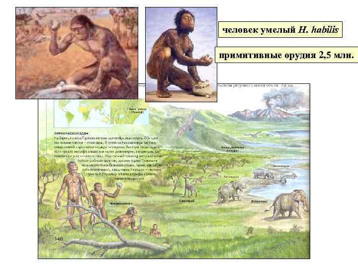 человек умелый H. habilis примитивные орудия 2, 5 млн. 