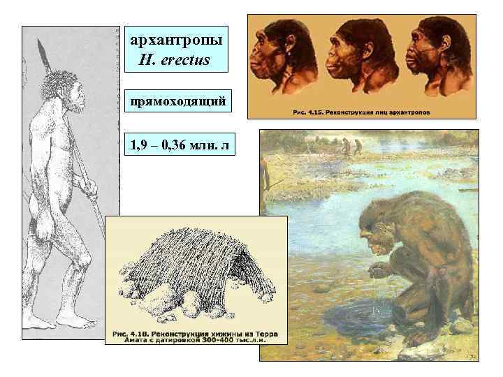 архантропы H. erectus прямоходящий 1, 9 – 0, 36 млн. л 