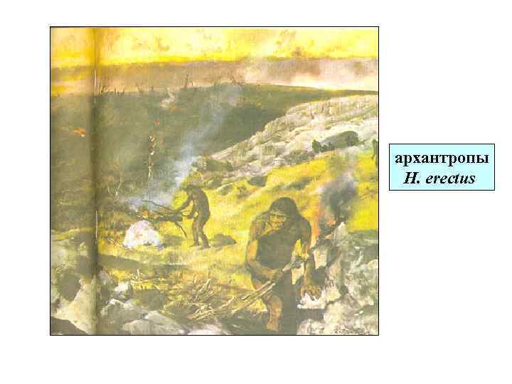 архантропы H. erectus 
