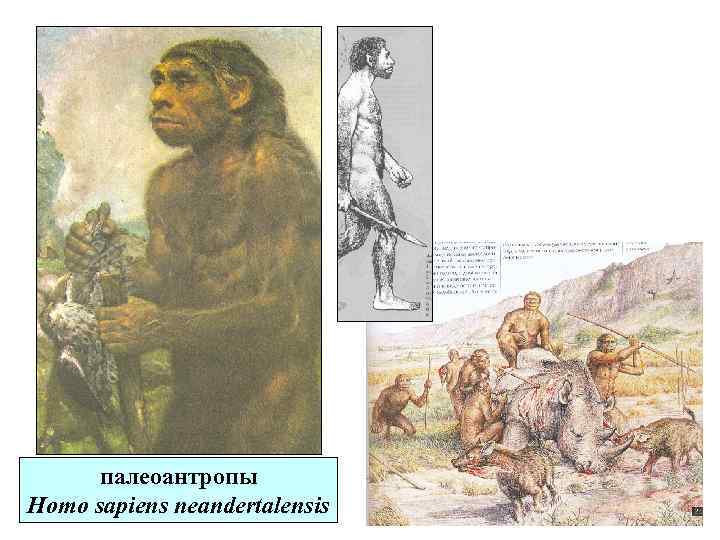 палеоантропы Homo sapiens neandertalensis 