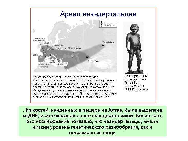 . Из костей, найденных в пещере на Алтае, была выделена мт. ДНК, и она
