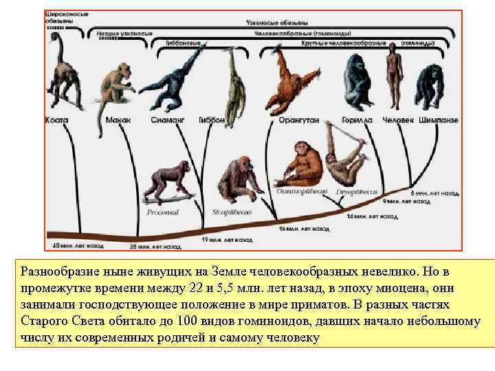Разнообразие ныне живущих на Земле человекообразных невелико. Но в промежутке времени между 22 и