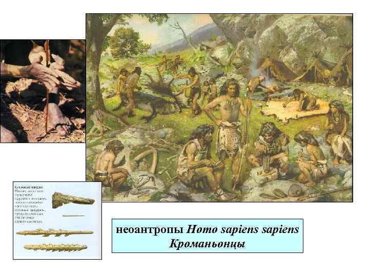 неоантропы Homo sapiens Кроманьонцы 
