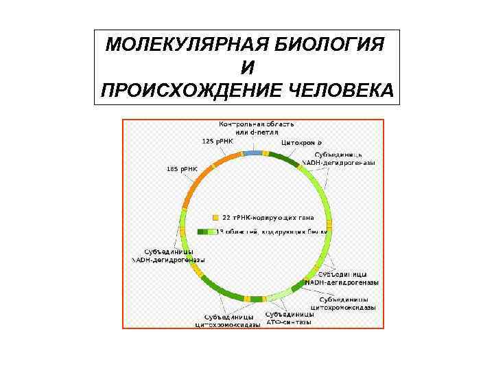 МОЛЕКУЛЯРНАЯ БИОЛОГИЯ И ПРОИСХОЖДЕНИЕ ЧЕЛОВЕКА 