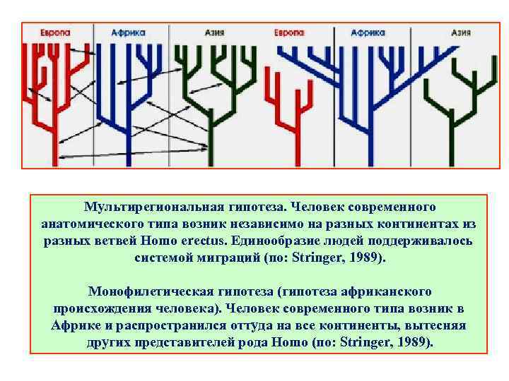  Мультирегиональная гипотеза. Человек современного анатомического типа возник независимо на разных континентах из разных