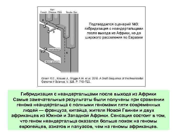 Гибридизация с неандертальцами после выхода из Африки Самые замечательные результаты были получены при сравнении